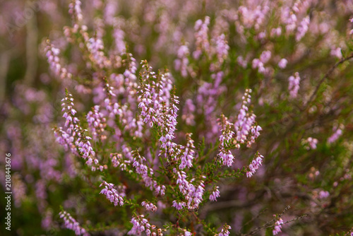 Common heather plant blooming with purple flowers