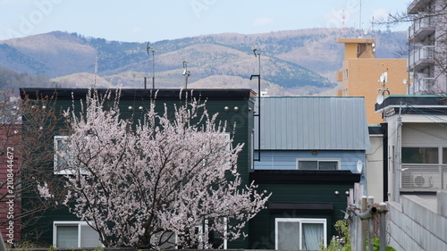 The whtie cherry flowers blooming near the old house in spring