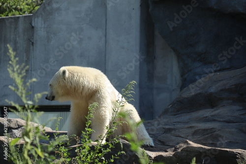 Obraz na plátně white polar bear