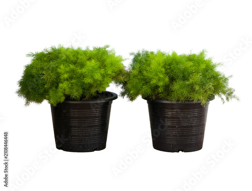 Two green asparagus fern plants growing in black plastic pots side by side