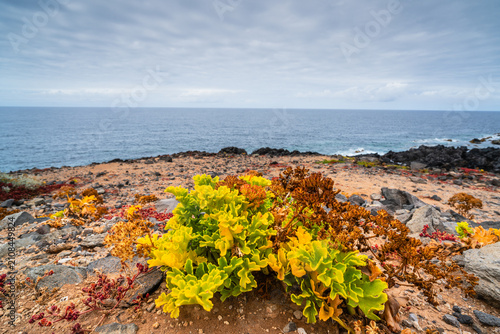 Fotografía Coastal succulents thrive on rocky shores with the vast Atlantic Ocean beyond