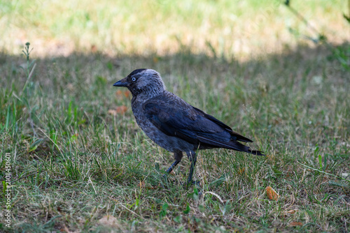 Obraz na płótnie Western jackdaw, Corvus monedula, standing on grass with grey nape and pale eyes