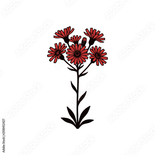 Red Wildflower Cluster Isolated on White Background, Delicate Petals, Simple Botanical Illustration