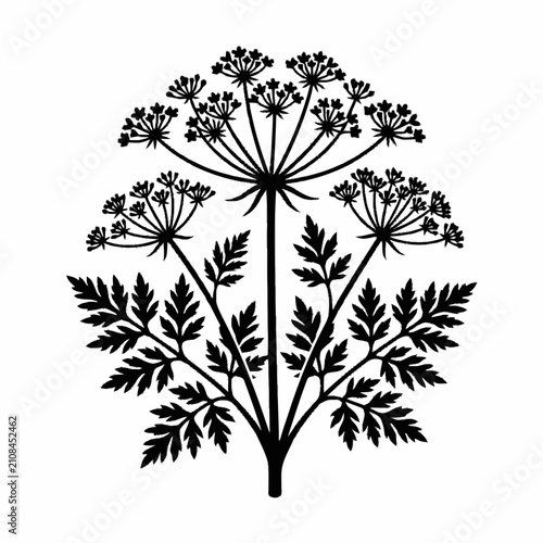 Black silhouette of a Queen Anne's Lace flower with detailed leaves on a white background.
