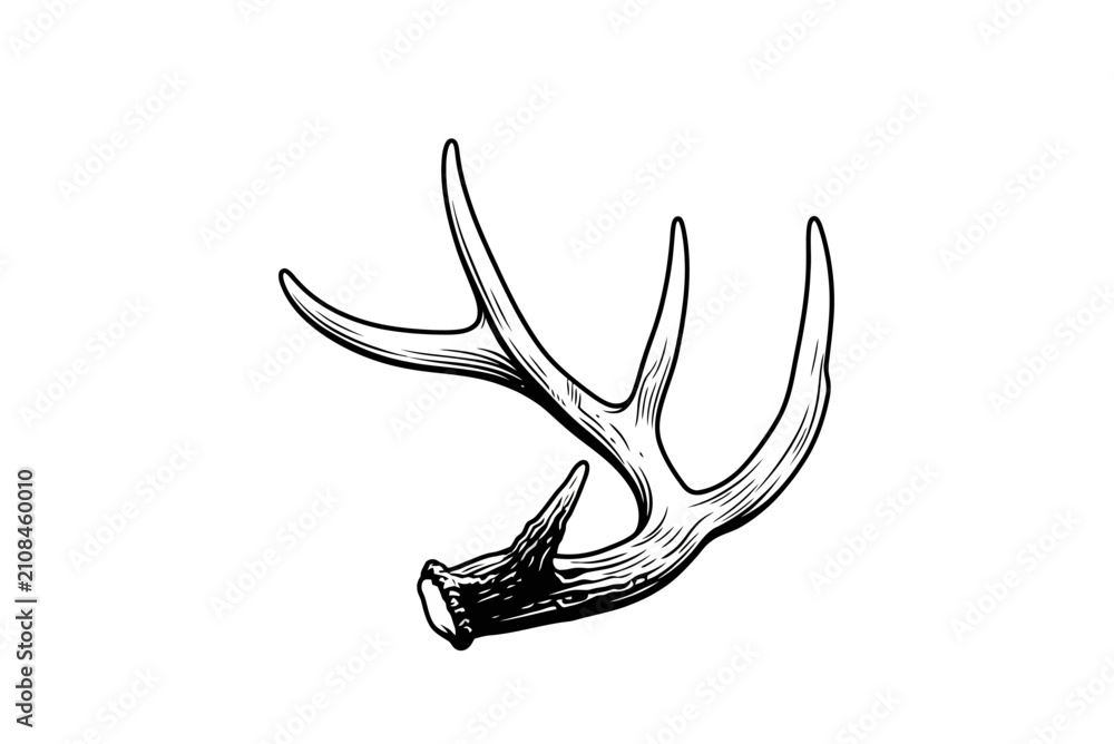 Naklejka premium Black and white deer antler vector illustration