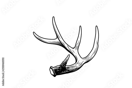 Black and white deer antler vector illustration