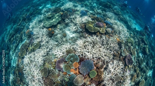 Diverse coral reef with divers and mixed healthy and bleached corals