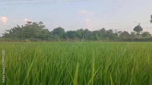 Lush Green Rice Field Moving Gently in the Wind