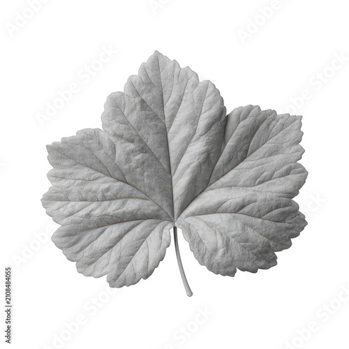 Single leaf rubbing paper, isolated on transparent background