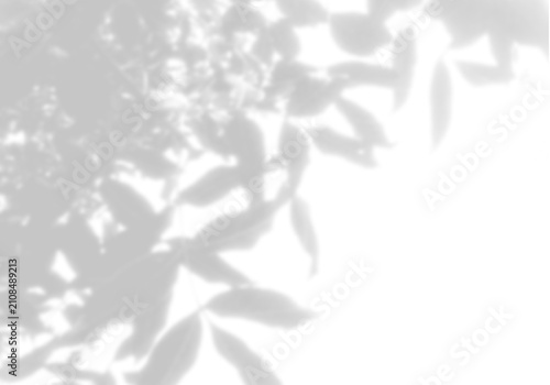 Natural light casts shadows from willow branches on a white background. Mockup