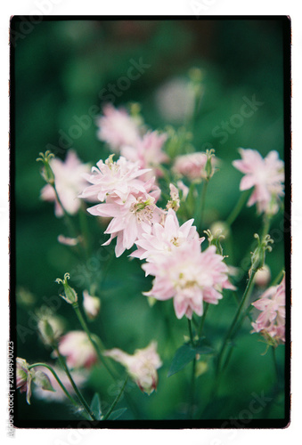 Double columbine petals catching filtered afternoon light