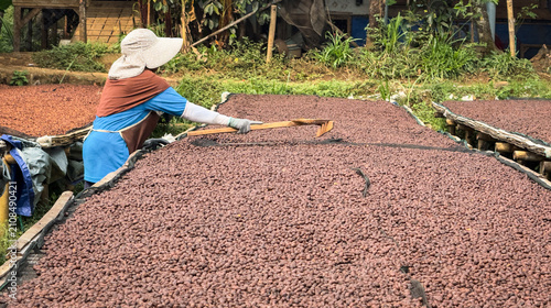 Wide shot of a woman farmer using a wooden rake to turn and spread raw, unroasted coffee beans and heap-dried seed under the sun on an Arabi farm plant, ensuring even drying: agriculture and eco farm.
