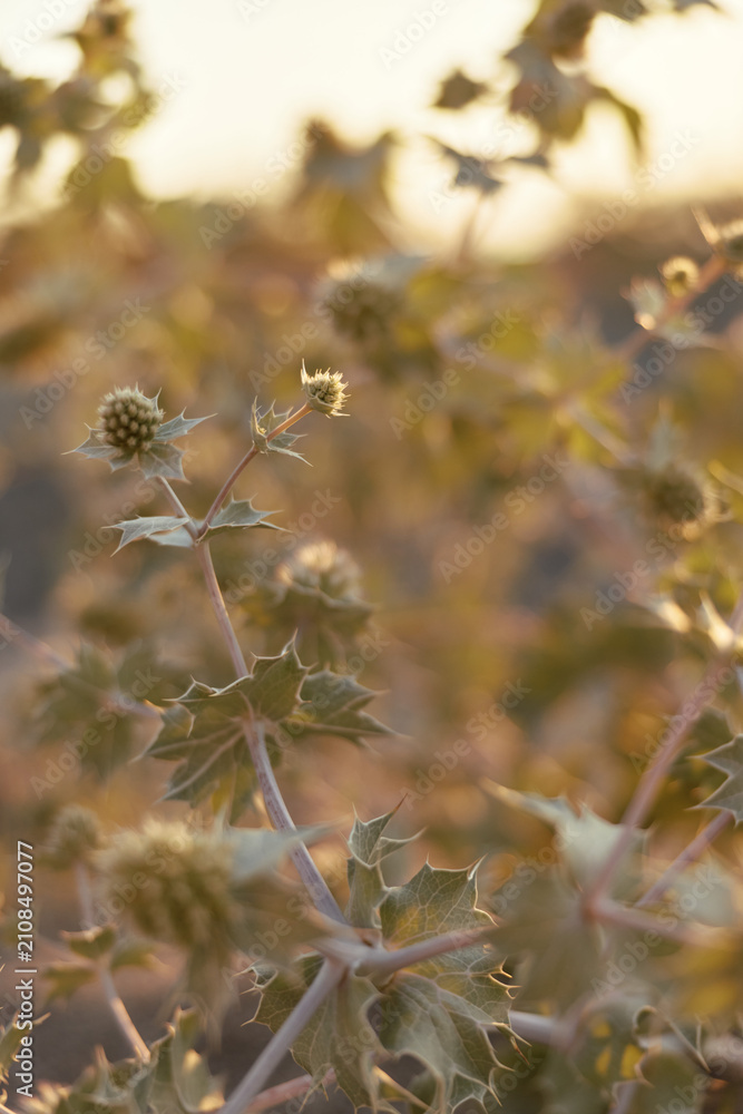 Obraz premium Golden hour thistles glow in a sunlit field as delicate stems sway gently, casting warm tones across the scene and conveying a calm, nature inspired moment of stillness.