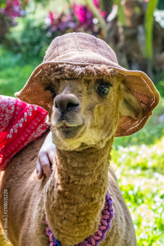 Alpaca portrait in Yanoda park, Hainan