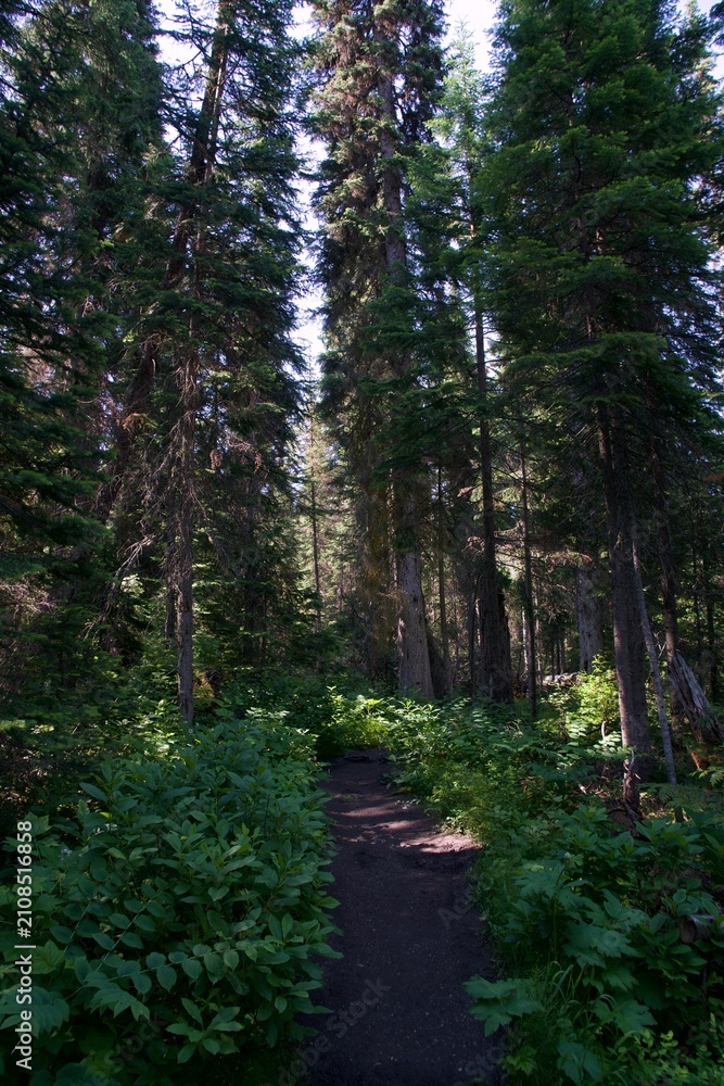 Fototapeta premium A Narrow Dirt Hiking Path Winding Through a Dense Canopy of Towering Conifer Trees and Lush Green Shrubbery in a Serene Wilderness Forest
