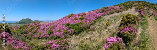 Foto sweeping panorama of a field of pink azalea blossoms on mount Eboshi, with a vie