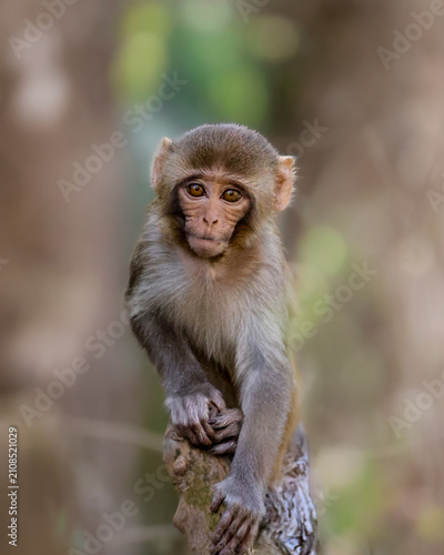 Adorable Baby Rhesus Macaque Moneys Eye Contact