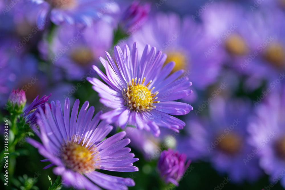 Fototapeta premium Floral background with flowering violet-blue bushy asters close up, aster flowers close up with dew drops blooming in early morning, violet blue asters blooming in garden in autumn time 