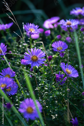 Принти на полотні Violet blue bushy aster flowers with dew drops blooming in early morning, aster