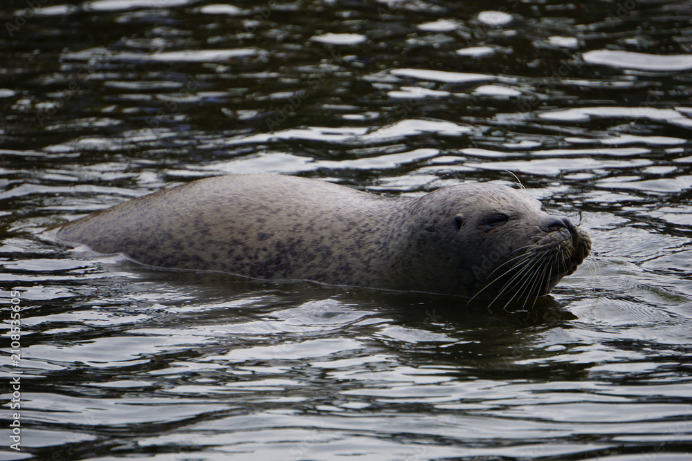 Fototapeta premium Side profile of a grey seal swimming in the North Sea water off the coast of Sankt Peter-Ording, Germany