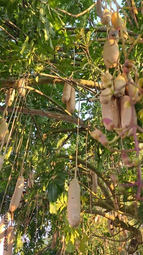 The kigelia africana fruit or commonly known as the sausage tree fruit