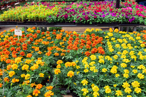 Fair of flowers,  Flowering plants in pots are sold at a street market, marigolds and petunias in bloom