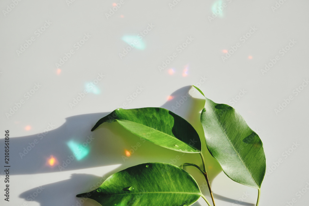 Obraz premium Fresh green ficus leaves displaying colorful light reflections and shadows on white background