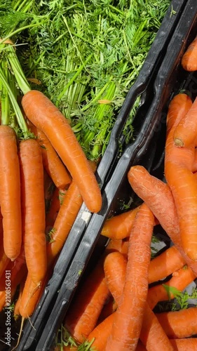 A closeup image of vibrant, colorful carrots with lush green tops displayed at a local farmers market