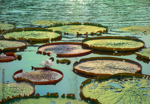 Giant  water lily leaves floating on calm pond with white lotus flower in tropical botanical garden