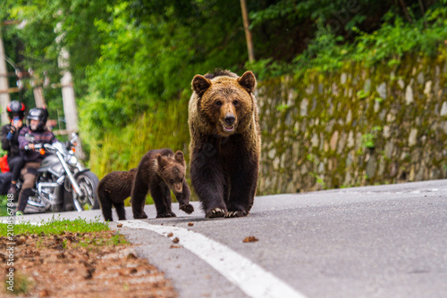 Young bears on the Transfăgărășan Highway in Romania
