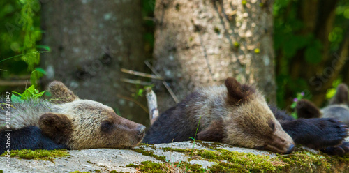 Young bears on the Transfăgărășan Highway in Romania