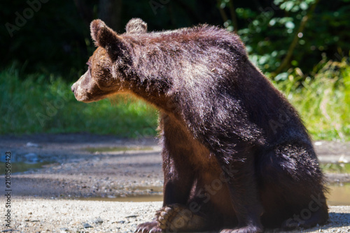 Wild bears by a road in Romania