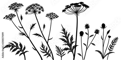 Fotografie Silhouettes of desert plants with spiky leaves and flowers, isolated cactus