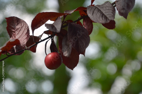 Konstfotografi Prunus cerasifera ‘Pissardii’ ornamental plum tree branch with ripen fruit and leaves against natural bokeh green summer background