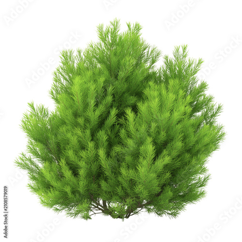 Large red bead necklace with po - Snow-covered pine tree isolated on a transparent background