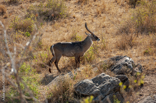 Canvas Print antelope in the wild