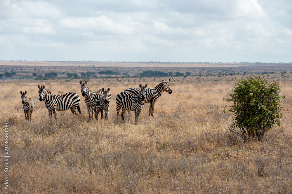 Obraz premium Herd of Zebra in the Savannah of Africa
