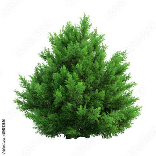 Large red bead necklace with po - Wild mountain pine tree isolated on a transparent background