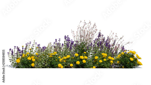 Foto Blooming flowerbed with purple and yellow flowers, isolated on white and transpa