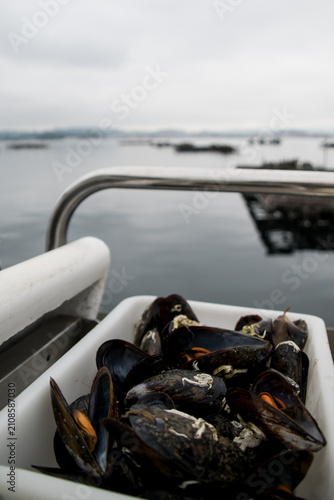 A tray filled with fresh cooked mussels resting on the railing of a tourist boat with floating rafts in the background.