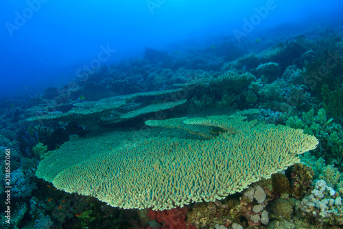 Flat-shaped hard coral in the Red Sea