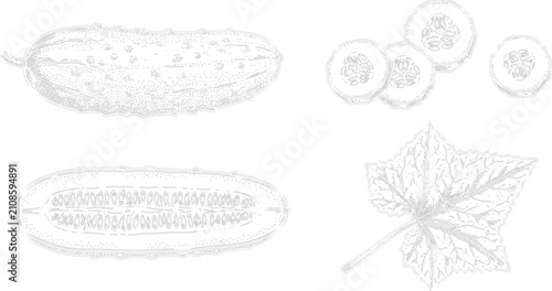Billede på lærred Bitter Melon Vintage Botanical Engraving Vector Set