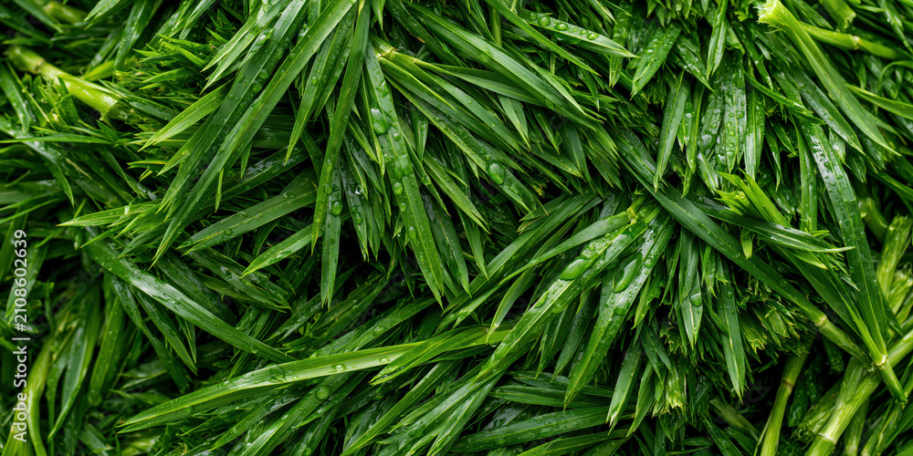 Fototapeta premium Fresh green grass blades with water droplets