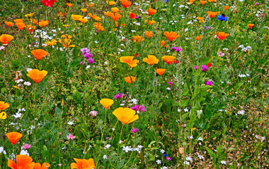 Handdoek met foto Zorgcentrum Summer Meadow with a colorful array of blooming wildflowers  © hdsidesign