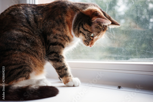 Foto Playful house cat stalking fly on windowsill, hunting instinct of domestic feline, indoor pet ready to catch insect