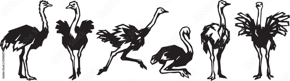 Fototapeta premium Set of ostriches. Hand drawn vector illustration