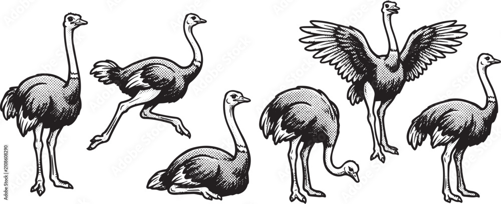 Fototapeta premium Set of ostriches. Hand drawn vector illustration