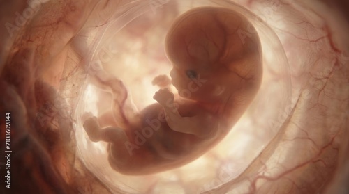 Intrauterine human growth: embryo form, fetus being, womb gestation, cell division, amniotic sac, prenatal develop, biological life, medical concept, anatomy study.