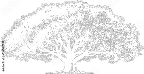Bild auf Leinwand Grand majestic oak tree with sprawling branches in clean line art isolated on tr