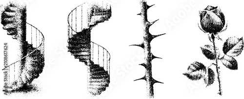 Pair of black ink helical stair illustrations with thorn stem and rose botanical engraving set for architectural study and decorative background